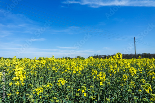 Rape blossoms with blurry background