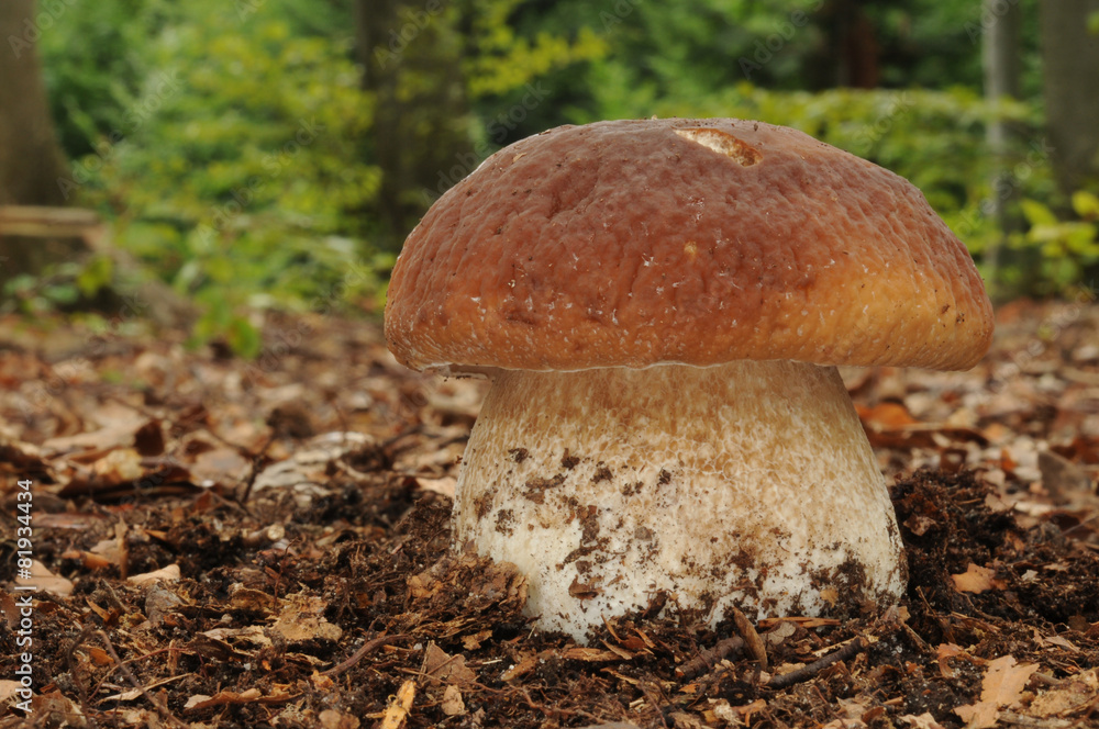 Boletus edulis Boletus edulis
