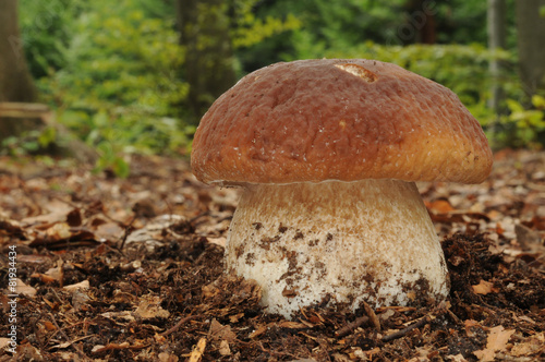 Boletus edulis