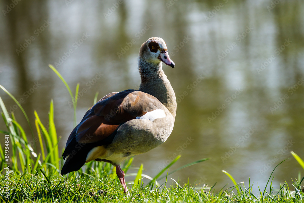 Obraz premium Nilgans