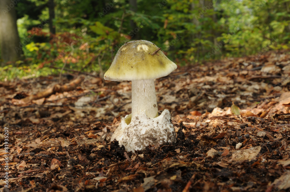 Amanita phalloides, known as the death cap