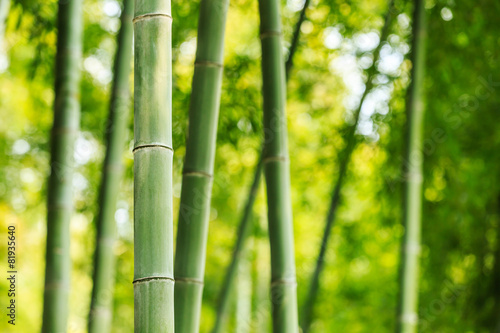 Fototapeta Naklejka Na Ścianę i Meble -  Bamboo forest