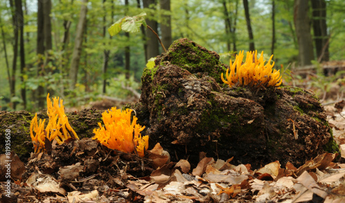 Calocera viscosa, known as the yellow stagshorn photo