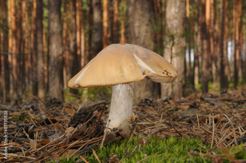 Cortinarius caperatus, known as the gypsy mushroom