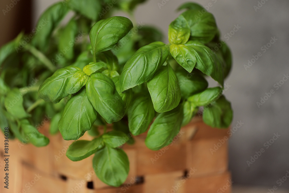 Delicious basil Delicious basil