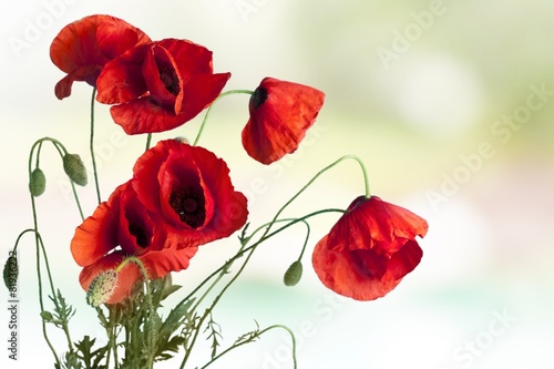 Poppy. Floral design, decoration flowers, poppies border -