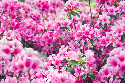 Azaleenblüten
