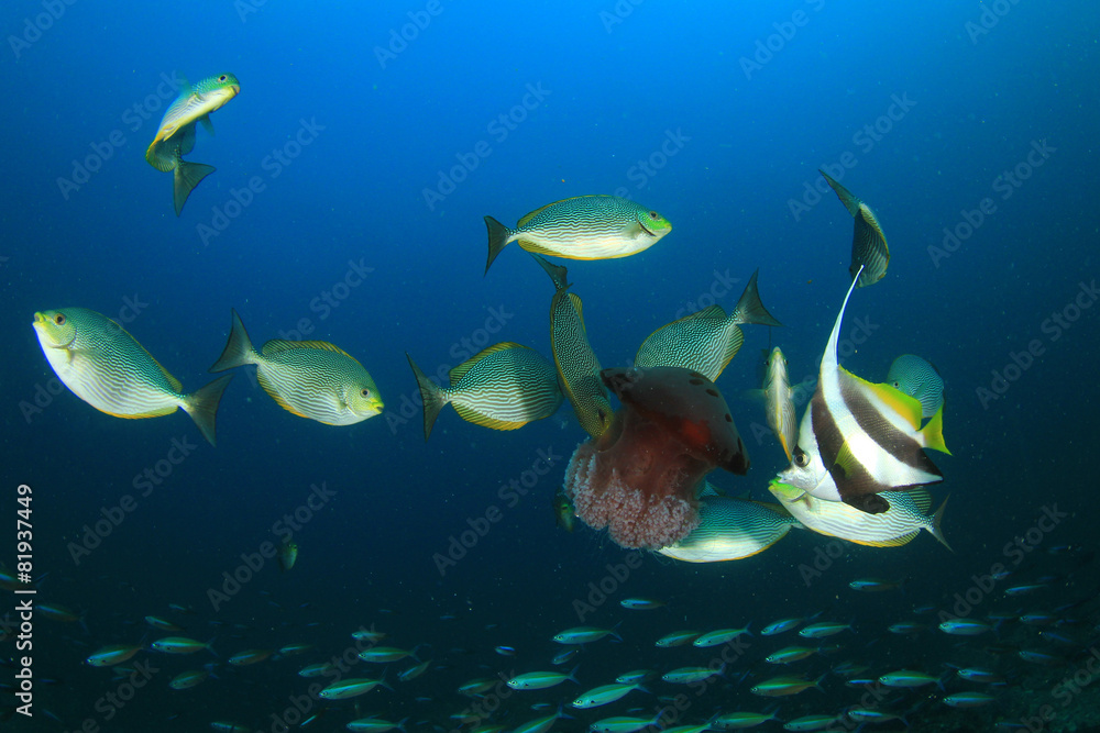 Naklejka premium Rabbitfish and Bannerfish eating Jellyfish
