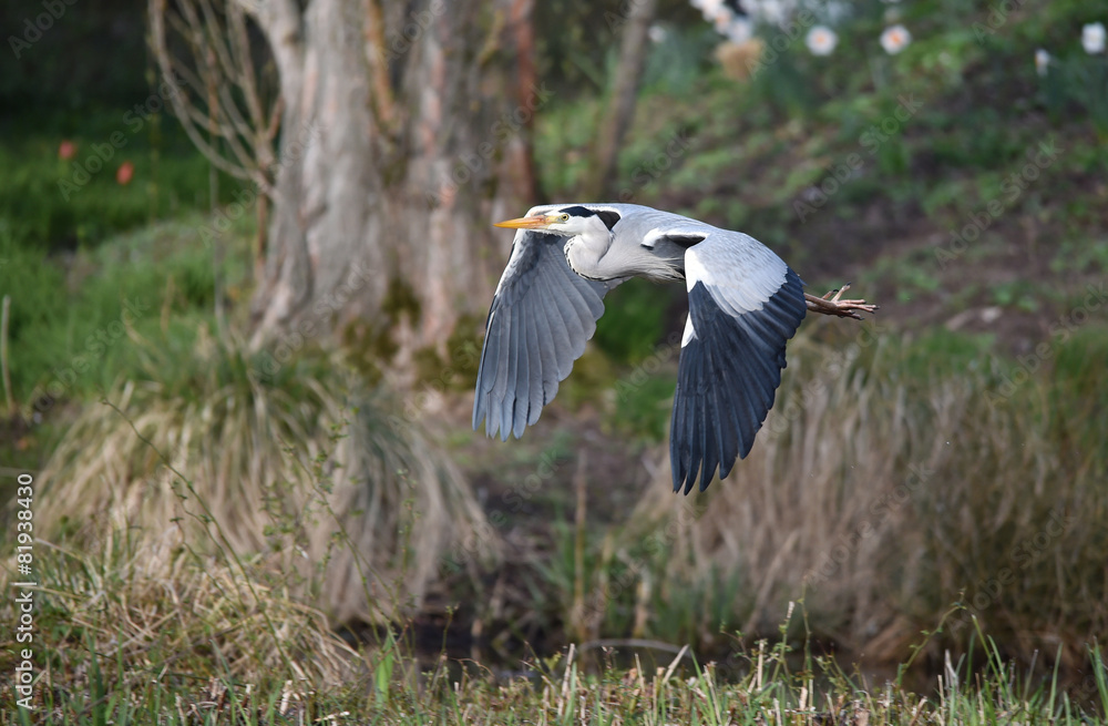 Fototapeta premium Graureiher fliegt
