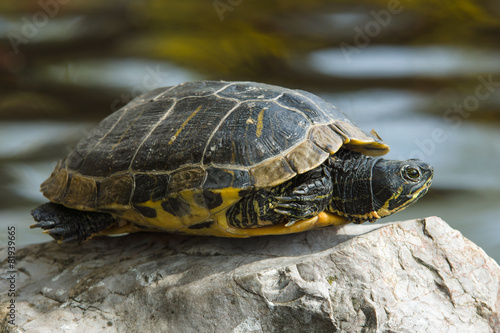 Turtle. The yellow-bellied slider (Trachemys scripta scripta).