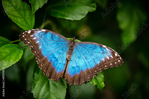 Blue butterfly on the green leaf