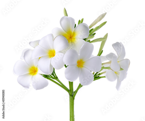 Frangipani or Plumeria Flower Isolated on White Background