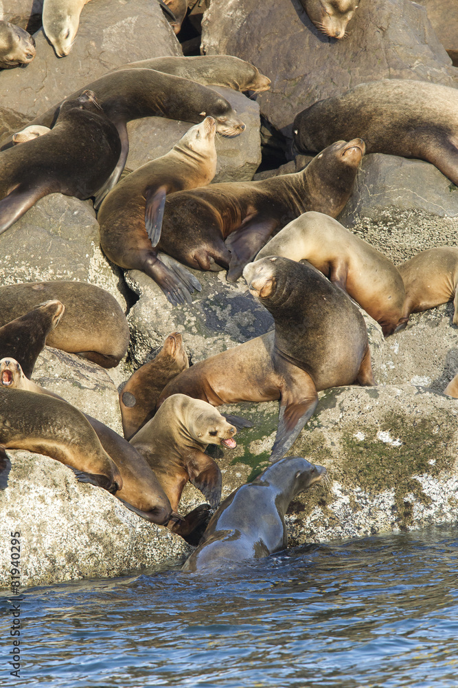 Fototapeta premium Sea lions guarding their spots in Newport, Oregon.