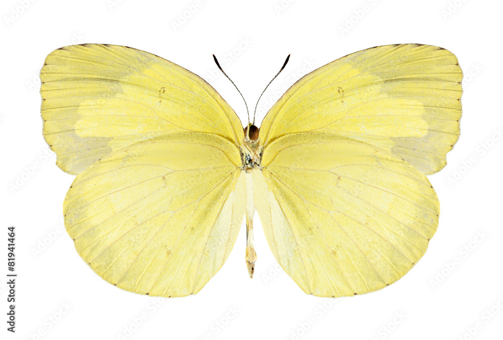 Fototapeta premium Butterfly Eurema hecabe (female) (underside)