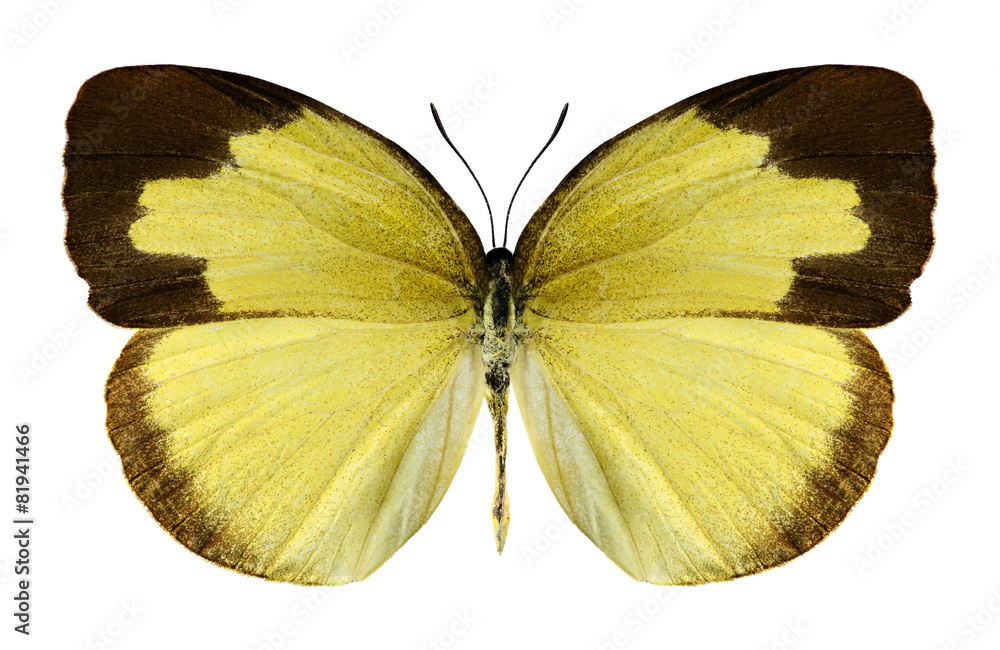 Butterfly Eurema hecabe (female) Butterfly Eurema hecabe (female)