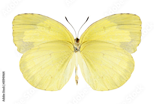 Butterfly Eurema hecabe (female) (underside)