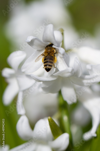 Gartenhyazinthe mit Biene