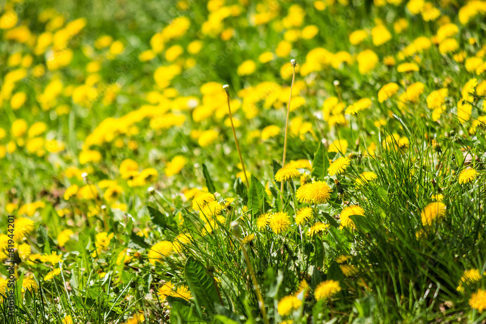 field with yellow dandelions closeup field with yellow dandelions closeup