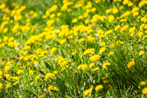 field with yellow dandelions closeup
