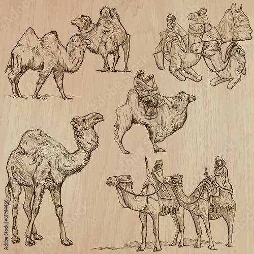Camels - An hand drawn vectors. Converted