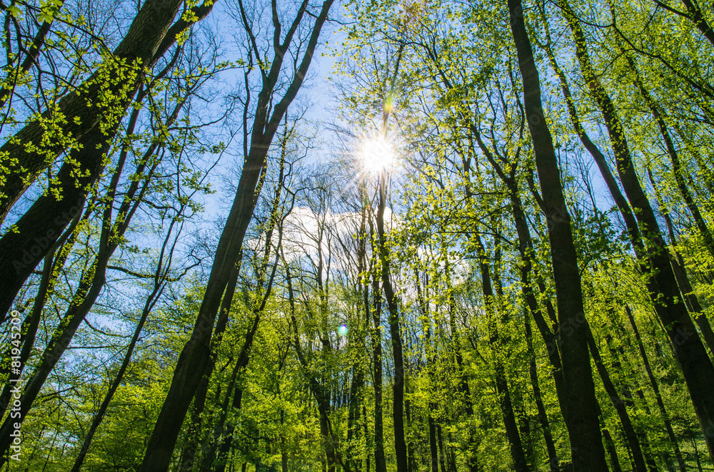 Obraz premium trees, sun and sky