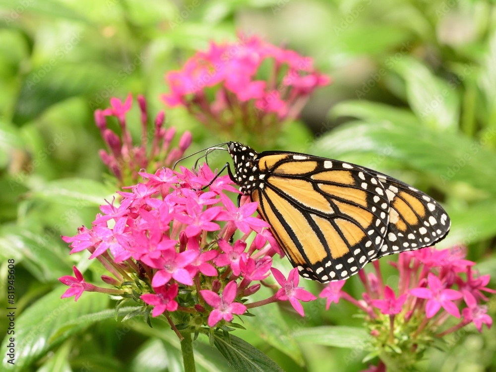 Monarch butterfly on pink flowers Monarch butterfly on pink flowers