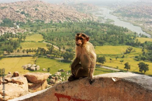monkey in Hampi