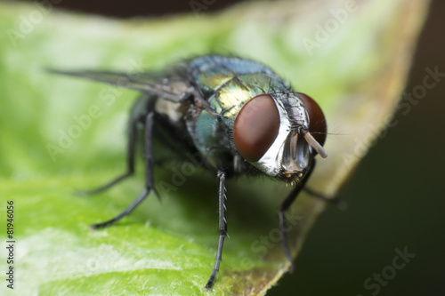 Flies cause diseases.