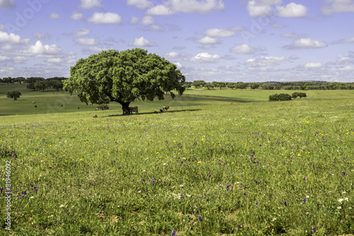 Alentejo region typical fields landscape, Portugal. photo