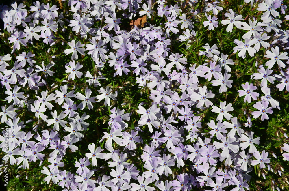 Lila Bodendecker StockFoto Adobe Stock