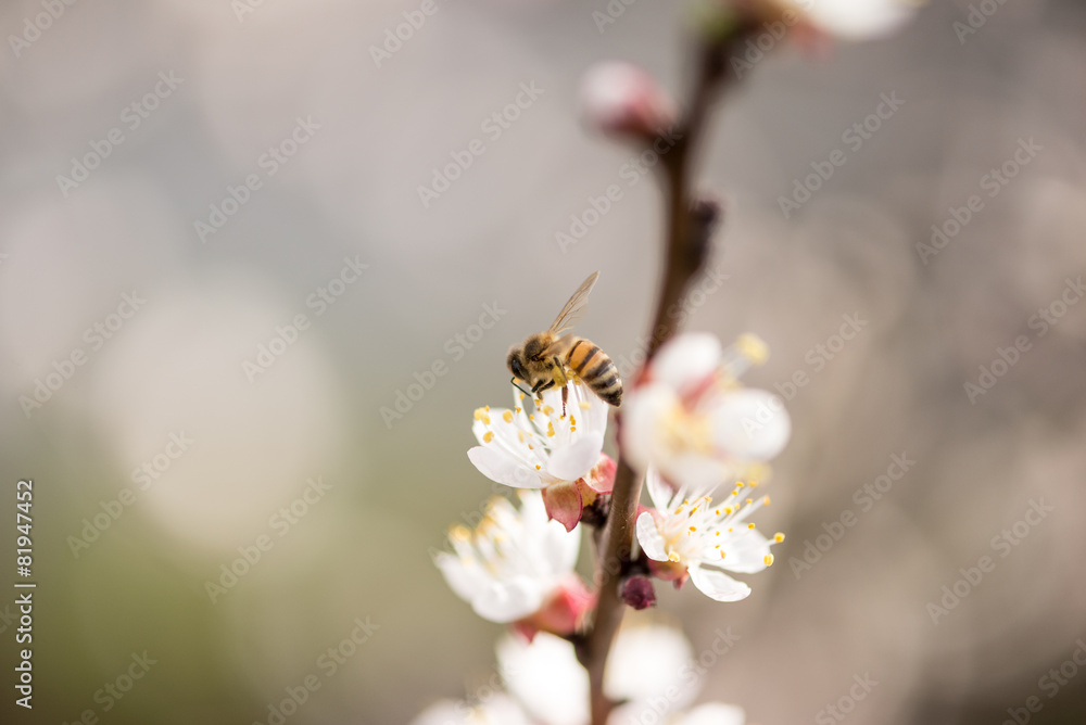 Bee collecting nectar from the blossom Bee collecting nectar from the blossom