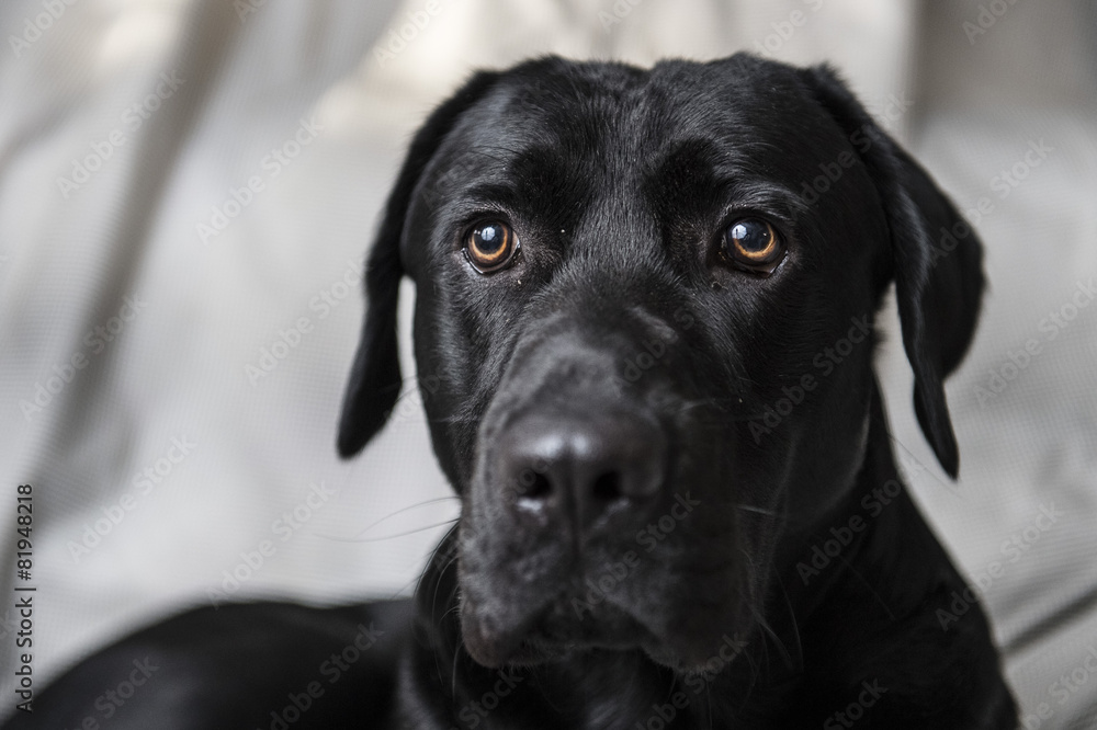 Black Labrador Retriever Black Labrador Retriever