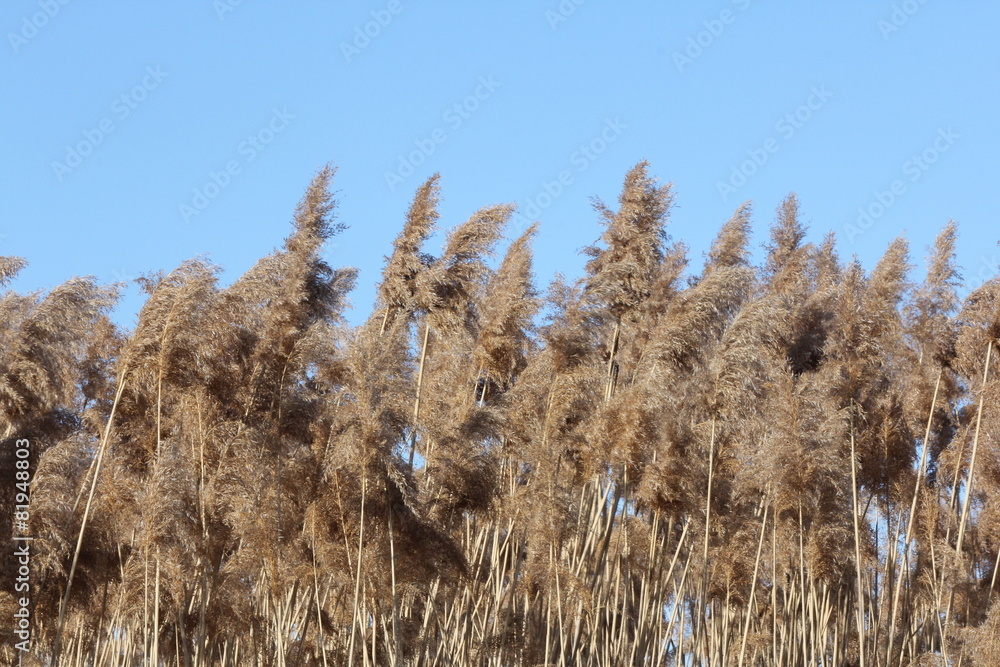 Fototapeta premium Phragmites australis