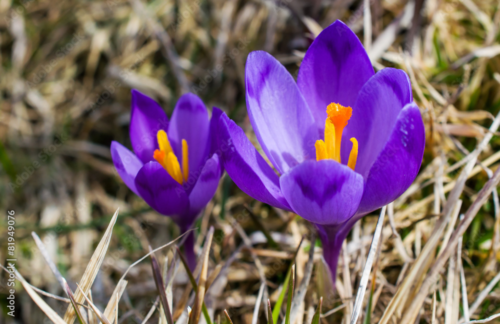 Purple Crocus Flower Purple Crocus Flower