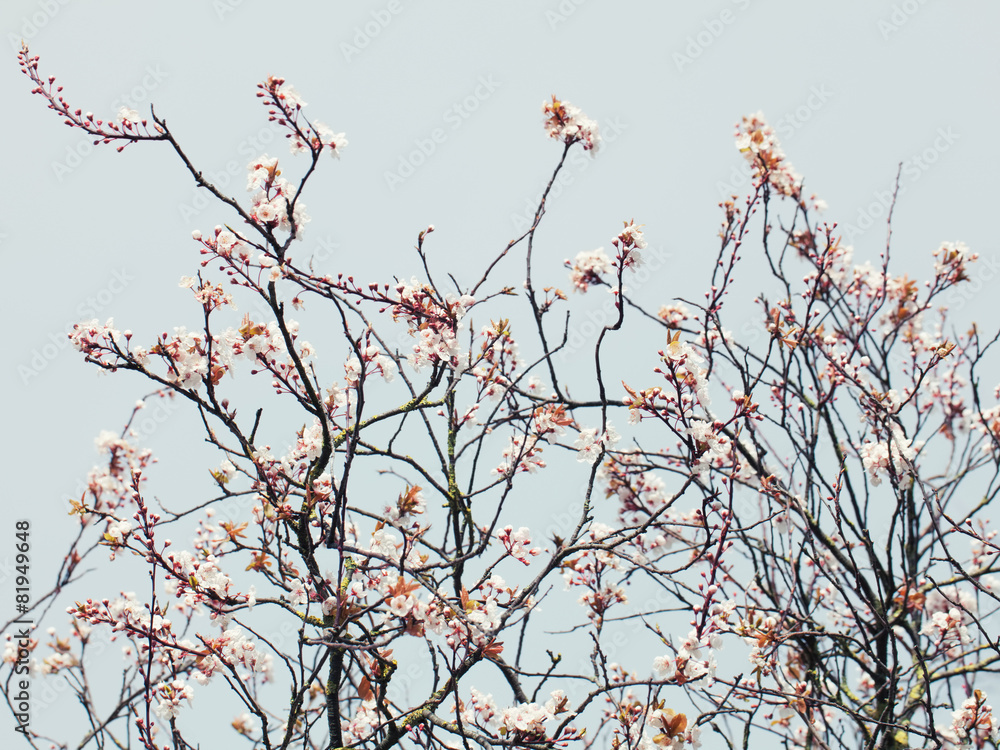 Cherry blossom branch on a delightful day Cherry blossom branch on a delightful day