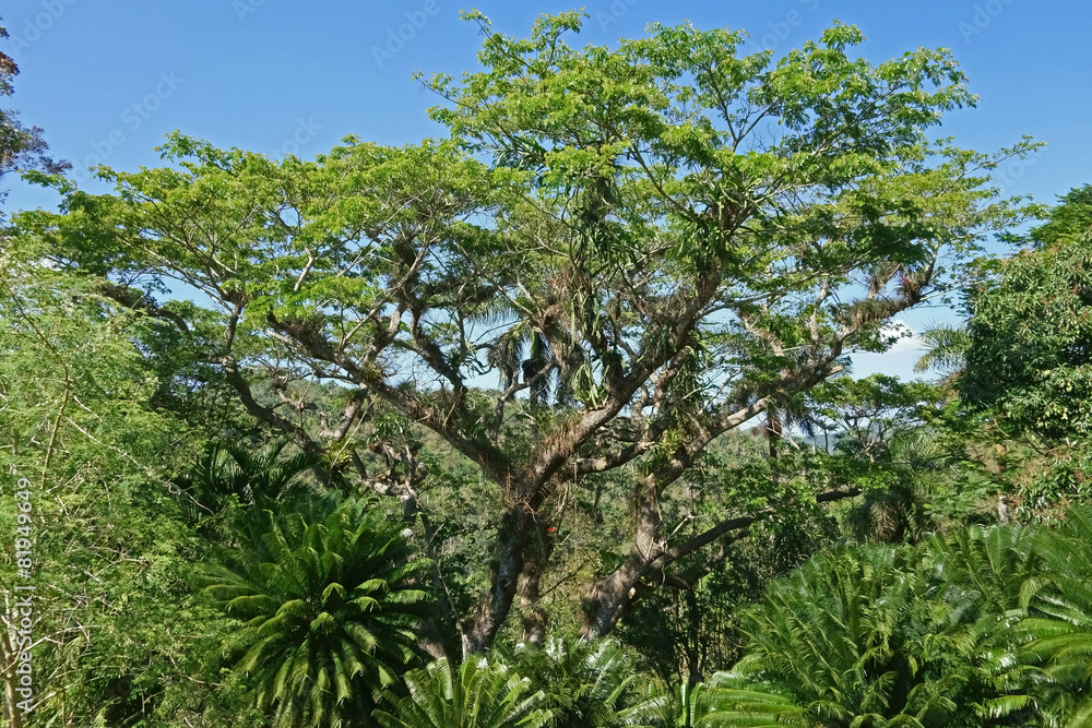 Baum mit Epiphyten