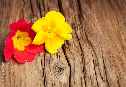 Two flowers of primrose on retro wooden background