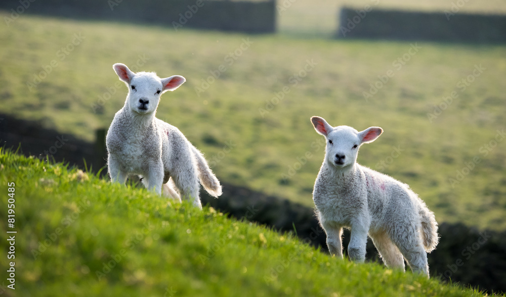 Obraz premium Pair of spring lambs