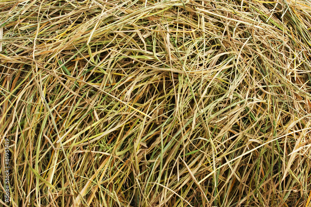 fresh straw background fresh straw background