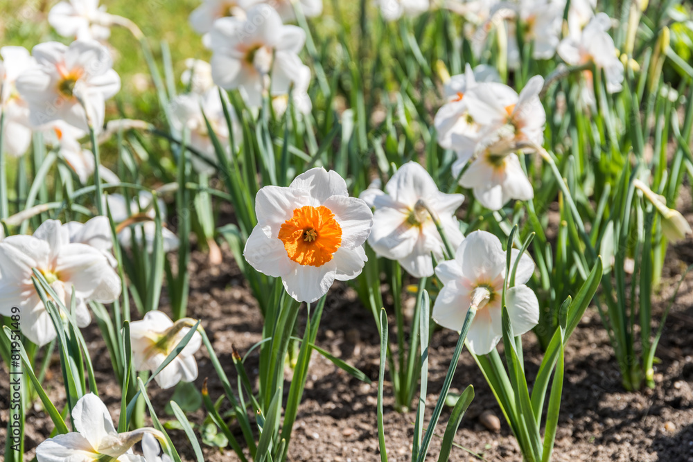 Narcissus Flower In Fresh Green Springtime Grass Narcissus Flower In Fresh Green Springtime Grass