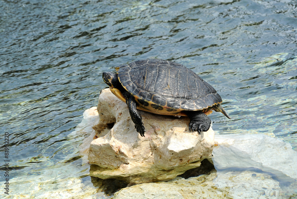 Fototapeta premium Turtle Sunbathing on Rock at Edge of Water