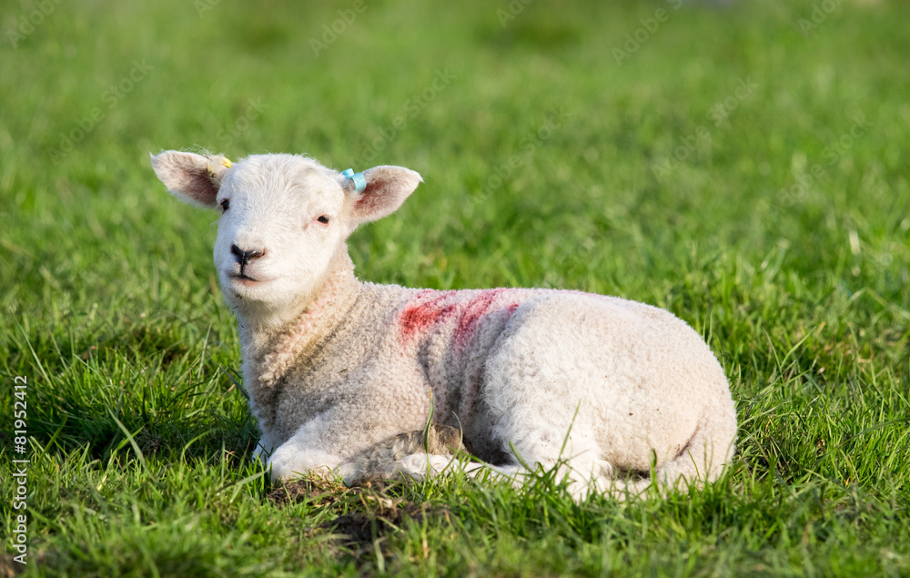 Spring Lamb lying in field in evening sun