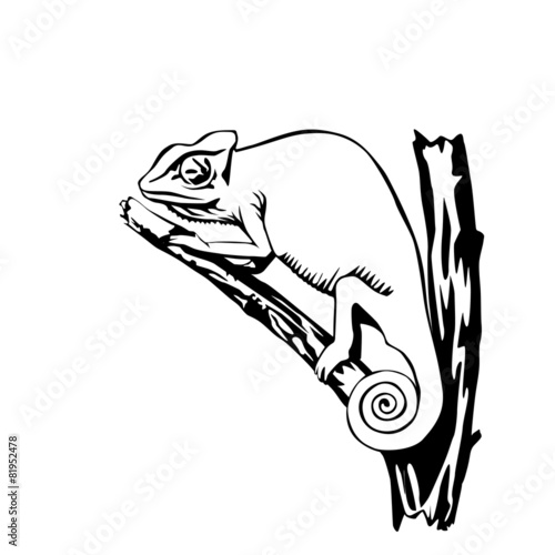 black and white chameleon illustration