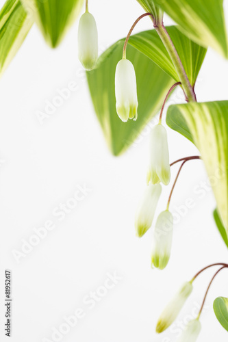 Solomon's seal leaves and flowers