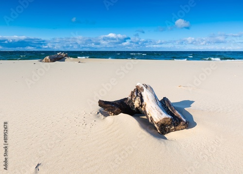 Beautiful sandy sea shore with driftwood