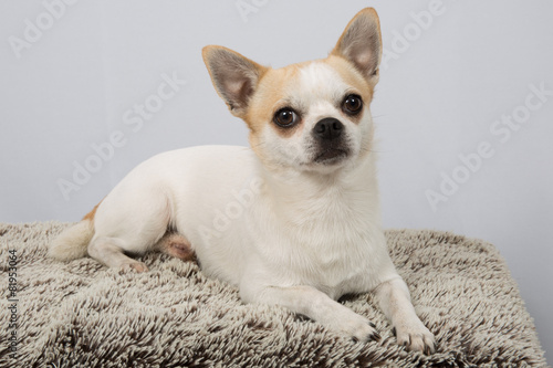 Closeup portrait of white  Chihuahua against grey background © OceanProd