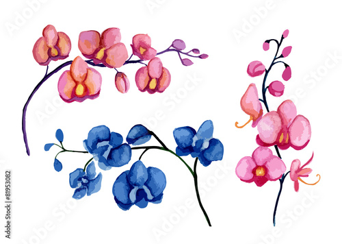 Orchids