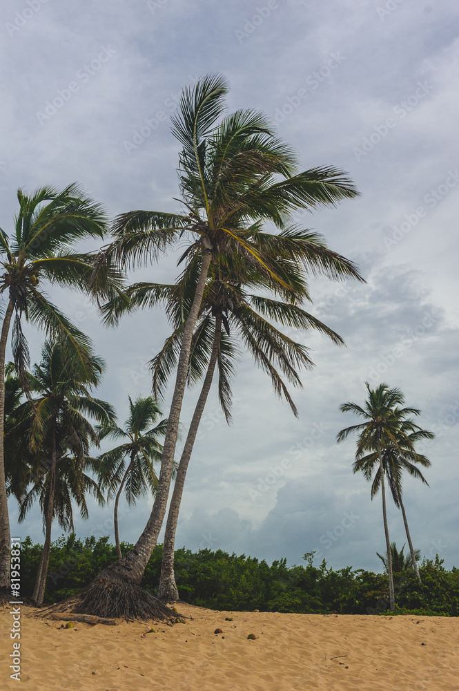 Tropical Paradise. Dominican Republic, Seychelles, Caribbean