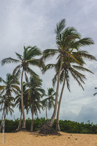 Tropical Paradise. Dominican Republic, Seychelles, Caribbean