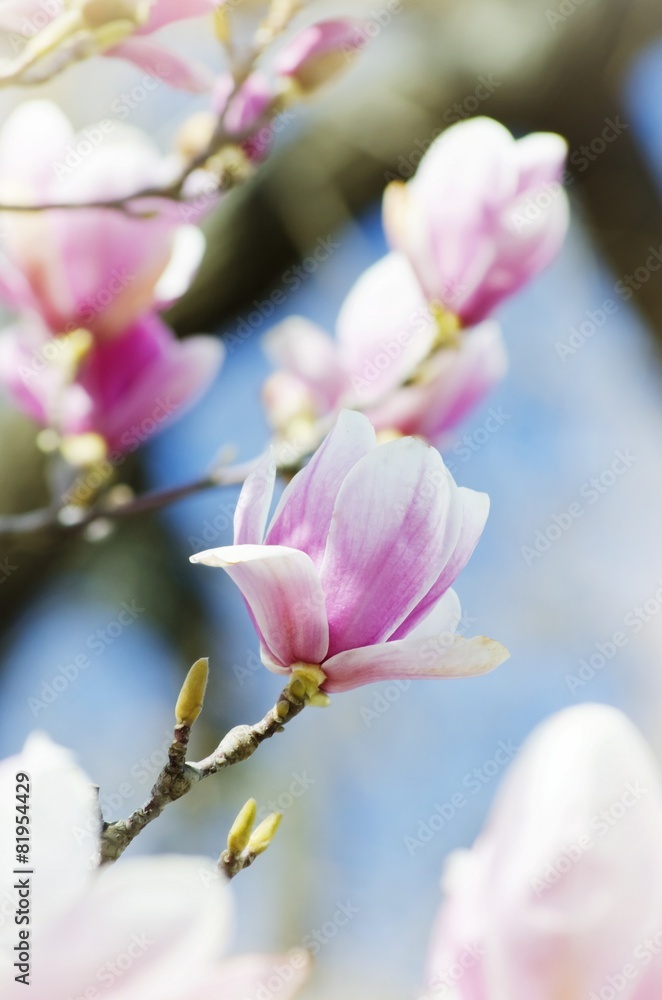 Magnolia Magnolia